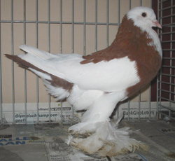 Dominicaan Rood Dominicaan Rood