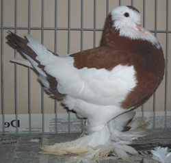 Dominicaan Rood Dominicaan Rood