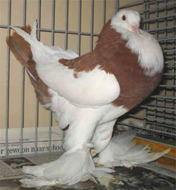 Dominicaan Rood Dominicaan Rood