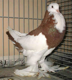 Dominicaan Rood Dominicaan Rood