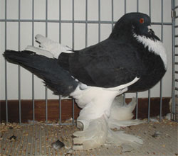  Black Pied