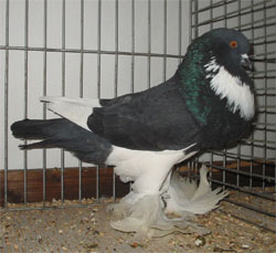  Black Pied