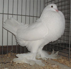  White