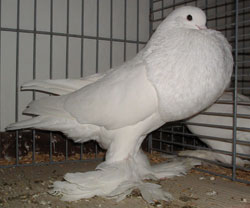  White