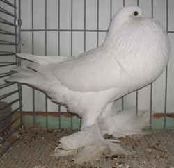  White