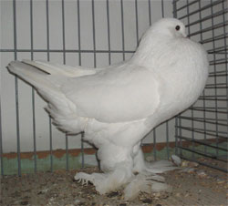  White