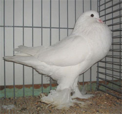  White