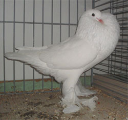  White
