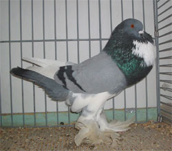  Blue Pied