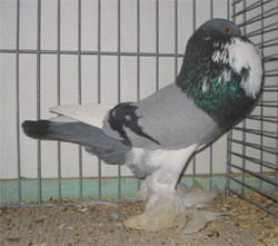  Blue Pied