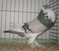  Ash Blue Pied