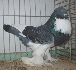  Blue Checked Pied