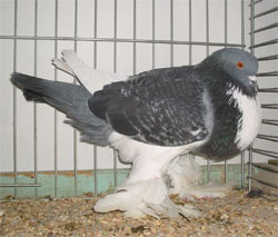  Blue Checked Pied