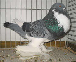  Blue Checked Pied