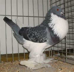  Blue Checked Pied