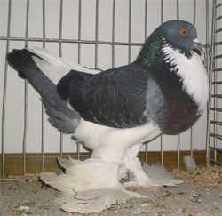  Blue Checked Pied