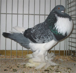  Blue Checked Pied