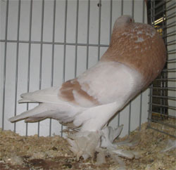  Ash Yellow Pied