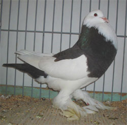 Dominican Dun