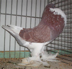  Pied Red