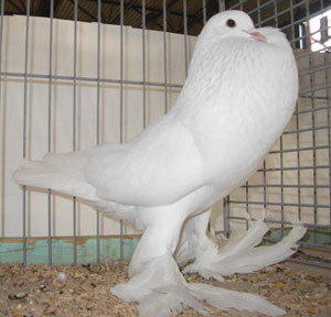 Ghent Cropper White Ghent Cropper White