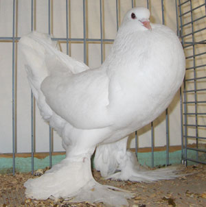 Ghent Cropper White Ghent Cropper White