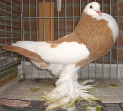  Dominicain Jaune