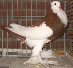  Dominicain Rouge