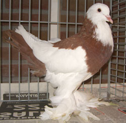  Dominicain Rouge