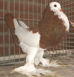  Dominicain Rouge