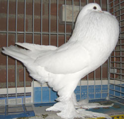  Blanc