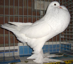  Blanc
