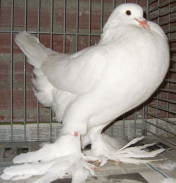  Blanc