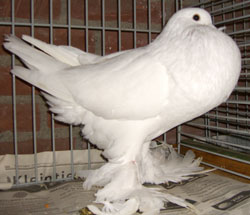  Blanc