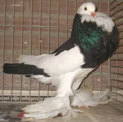  Dominicain Noir