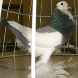  Dominicain bleu