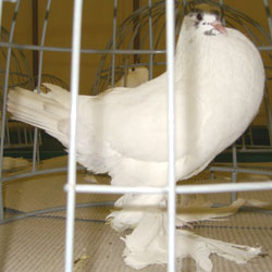  Rouge cendré