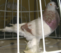  Rouge cendré