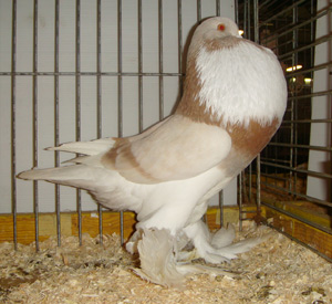  Ash Yellow Pied