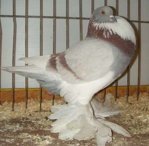  Ash Red Pied