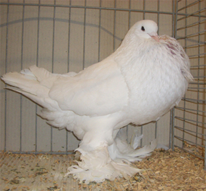 Ghent Cropper White