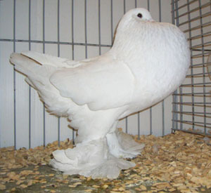 Ghent Cropper White