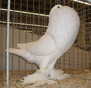 Ghent Cropper White