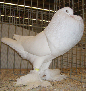 Ghent Cropper White