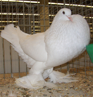 Ghent Cropper White