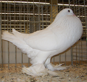 Ghent Cropper White