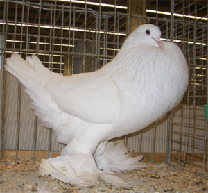 Ghent Cropper White
