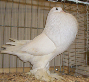 Ghent Cropper White