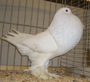 Ghent Cropper White