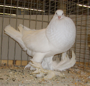 Ghent Cropper White